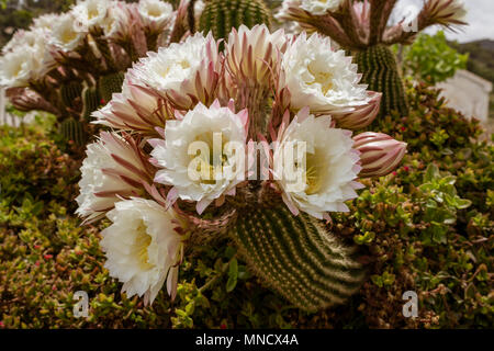 Trichocereus schickendantzii, Columnar Torch Cactus in Flower Stock Photo