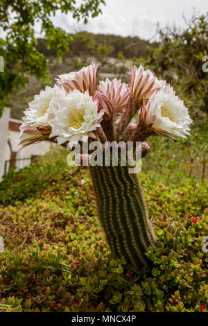 Trichocereus schickendantzii, Columnar Torch Cactus in Flower Stock Photo