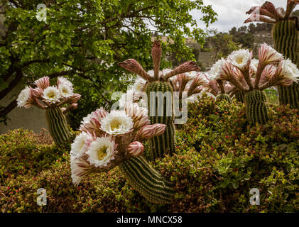 Trichocereus schickendantzii, Columnar Torch Cactus in Flower Stock Photo