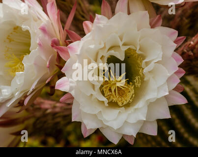 Trichocereus schickendantzii, Columnar Torch Cactus in Flower Stock Photo