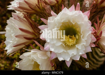 Trichocereus schickendantzii, Columnar Torch Cactus in Flower Stock Photo