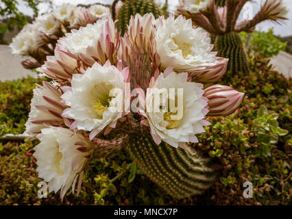 Trichocereus schickendantzii, Columnar Torch Cactus in Flower Stock Photo