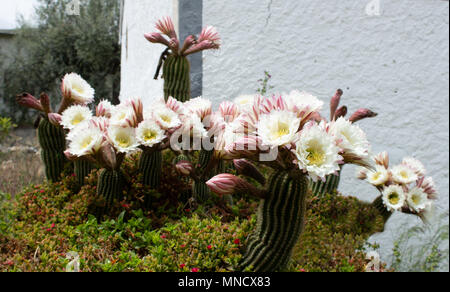 Trichocereus schickendantzii, Columnar Torch Cactus in Flower Stock Photo