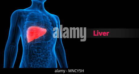 Human Digestive System Liver Anatomy Stock Photo