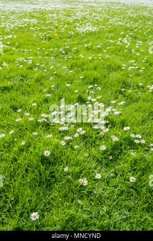 Grass with daisies, England, UK Stock Photo