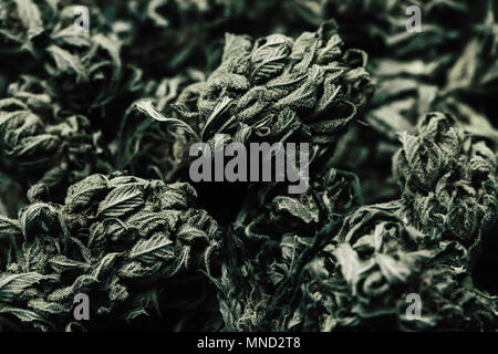 Full frame shot of Green Cannabis Marijuana leafs, Medical marijuana ...