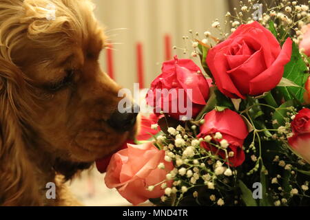 Cocker Spaniel smell the red Roses Stock Photo