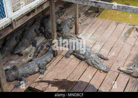 Several Siamese freshwater crocodiles (Crocodylus siamensis) are sleeping together on a small floating crocodile farm on Tonle Sap Lake in Cambodia. Stock Photo
