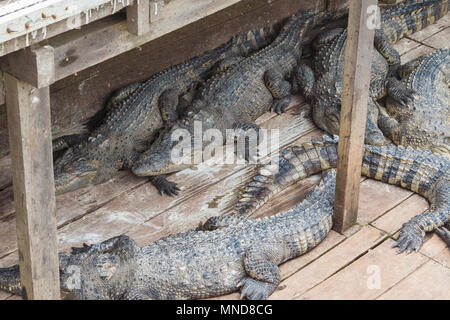 Several Siamese freshwater crocodiles (Crocodylus siamensis), an endangered species in the wild, are resting or sleeping on wooden planks. Stock Photo