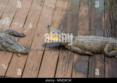 A Siamese crocodile (Crocodylus siamensis) is resting with an open jaw on wooden planks of a floating crocodile farm on Tonle Sap Lake in Cambodia. Stock Photo