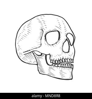 Skeleton of the human head skull, vintage engraved illustration. Stock Vector