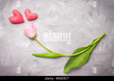pink single tulip on a gray background with heart figure Stock Photo