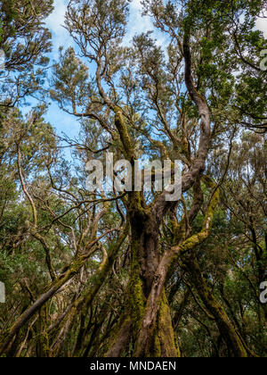 Laurisilva forest of tree heather Erica arborea in Garajonay National Park of la Gomera Canary Islands Stock Photo