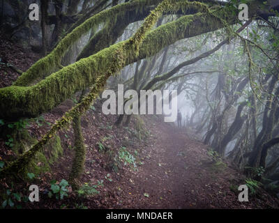 A walker in the misty laurisilva forest of laurel and tree heather dripping with moss in Garajonay National Park of la Gomera Canary Islands Stock Photo