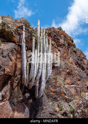 Cactus-like leafless stems of Euphorbia canariensis the Canary Spurge growing on the dry east coast of La Gomera in the Canary Islands Stock Photo