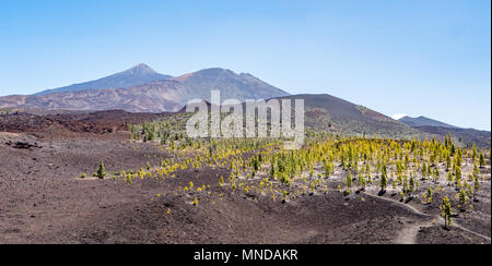 View from Montana Somara of pine forest and summit cone of Mount Teide an active volcano on Tenerife Canary Islands Stock Photo