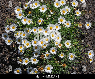 Canary Marguerite Argyranthemum daisy species growing in rocky volcanic soil in La Gomera in the Canary Islands Stock Photo