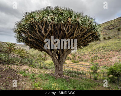 Ancient and revered Dragon Tree Dracena drago at Agalan on La Gomera in the Canary Islands Stock Photo