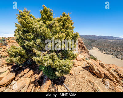 Juniper tree Juniperus turbinata canariensis growing in an exposed hostile environment on La Fortaleza a large volcanic plug on Mount Teide Tenerife Stock Photo