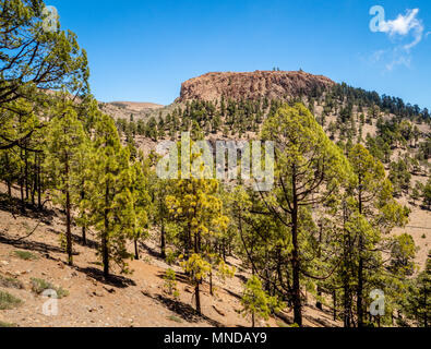 Sparse forest of Canary pines part of the Corona Forestal around the outer crater rim of Mount Teide on Tenerife in the Canary Islands Stock Photo
