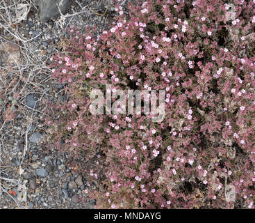 Sea heath Frankenia laevis  a prostrate woody perennial growing on a raised beach on volcanic rocks on the southern Tenerife coast Canary Islands Stock Photo