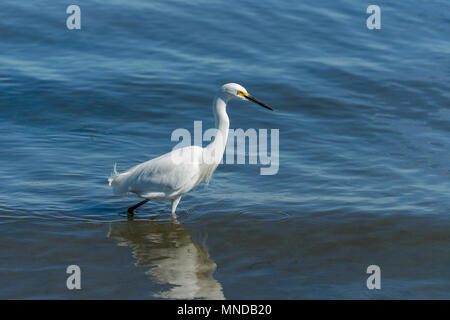 Snowy Egret - A snowy egret walking and hunting in blue shallow water near shore at San Diego Bay. San Diego, California, USA. Stock Photo