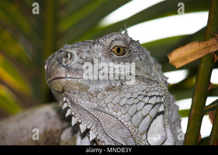 Green Eye White Scaled Iguana Smirking Expression Stock Photo