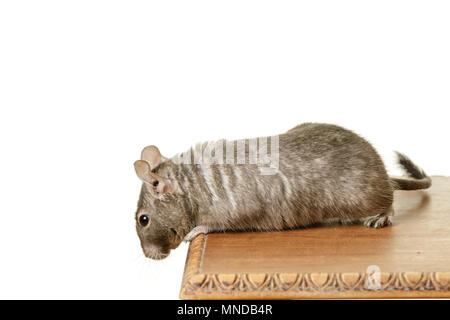 Cute young common degu Octodon degus sitting on table on white background Stock Photo