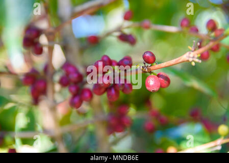 Red coffee beans on tree - ripe and mature coffee beans in the harvest time Stock Photo
