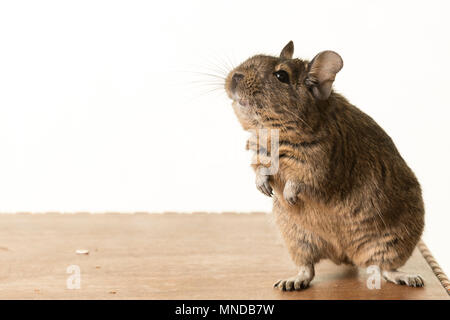 Cute young common degu Octodon degus sitting on table on white background Stock Photo