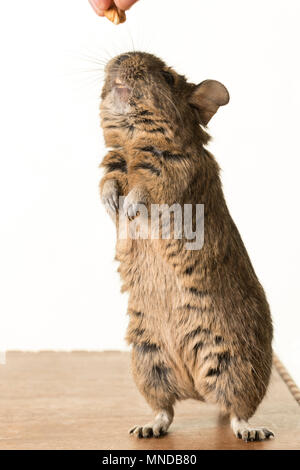 Cute young common degu Octodon degus sitting on table being fed walnut on white background Stock Photo