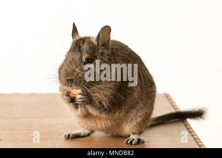 Cute young common degu Octodon degus sitting on table eating walnut on white background Stock Photo