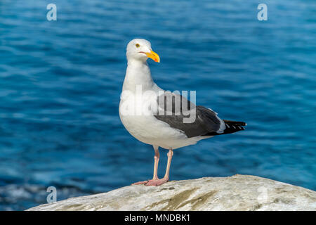 Seagull Close-up - A close-up view of a seagull standing on a seaside rock and turning its head towards camera. La Jolla Cove, San Diego, CA, USA. Stock Photo