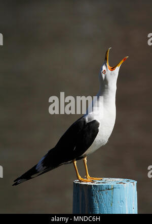 Adult Lesser Black-backed Gull, Larus fuscus, screaming on the pole in Finland.