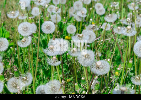 A lot of dandelions growing in the meadow Stock Photo