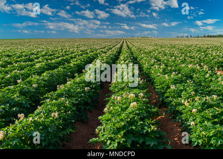 Potatoes growing in a rural Prince Edward Island, Canada, field. Stock Photo
