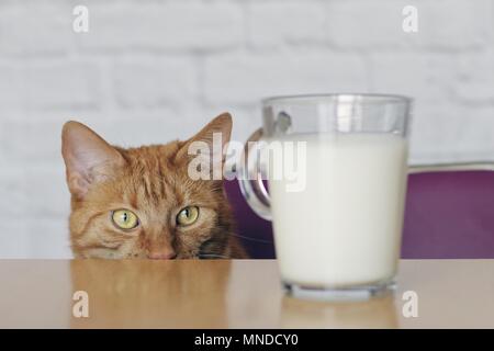 Cute ginger cat looking curious to a cup of milk. Stock Photo