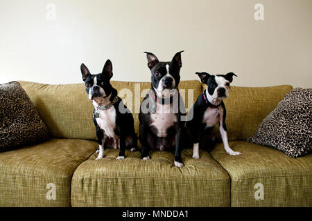 Three Boston Terriers sitting on a green couch looking at the camera Stock Photo