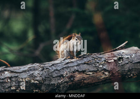Red squirrel on a tree log
