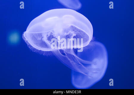 White jellyfish on blue background Stock Photo