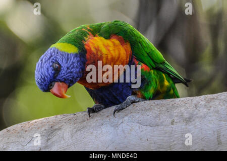 Australian rainbow lorikeet, Queensland, Australia Stock Photo