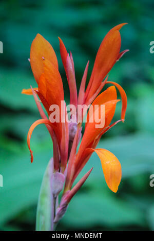 Kanapaha Botanical Gardens in Gainesville Florida Stock Photo