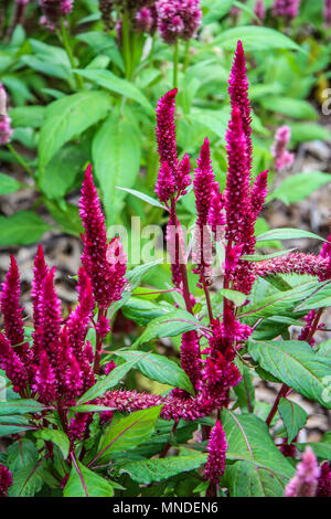 Kanapaha Botanical Gardens in Gainesville Florida Stock Photo