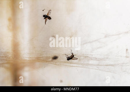 Flies bluebottle in web like symbol of unfreedom Stock Photo