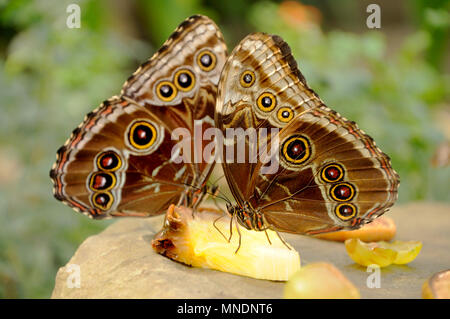 Blue Morpho Butterflies (Morpho peleides) feeding on pineapple in a butterfly house. Underwings Stock Photo