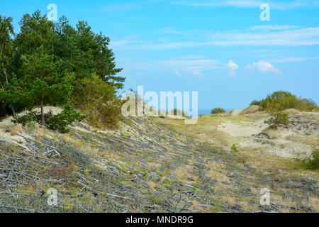 Plot of sand dunes, fixed with a special cell of branches, Curonian spit, Kaliningrad region Stock Photo