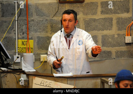 auctioneer at a livestock auction in the Shetland Isle giving hand signals to bidders Stock Photo