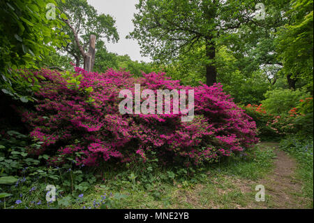 Isabella Plantation, Richmond Park, London UK. 16 May, 2018. Startling colours in the Royal Park woodland plantation against a cloudy grey sky. Credit: Malcolm Park/Alamy Live News. Stock Photo