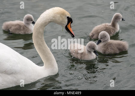 London, UK. 16th May, 2018. Newly hatched mute swan cygnet take a swim with their mother on Canada Water pond © Guy Corbishley/Alamy Live News Stock Photo