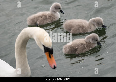 London, UK. 16th May, 2018. Newly hatched mute swan cygnet take a swim with their mother on Canada Water pond © Guy Corbishley/Alamy Live News Stock Photo